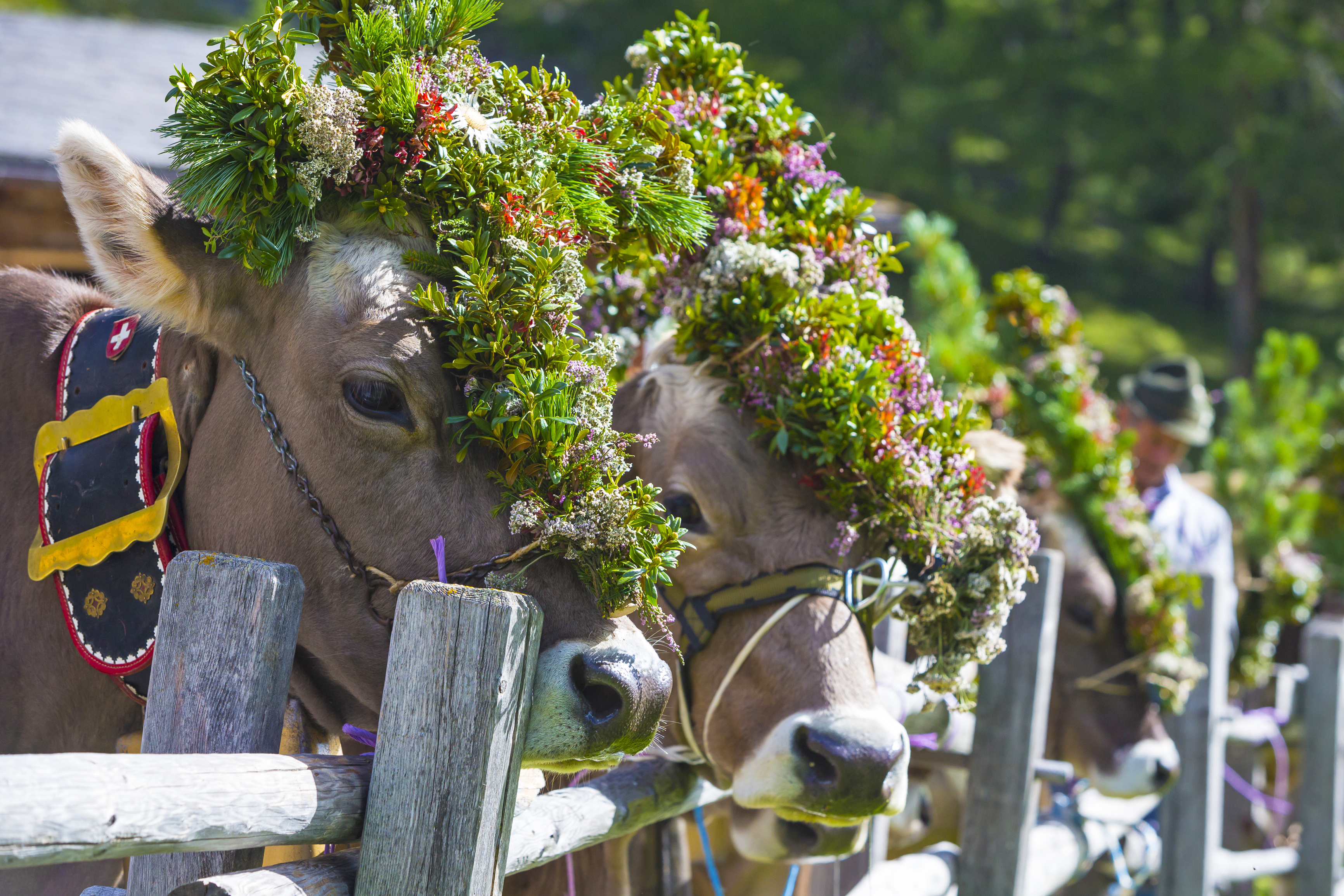 Bild zu Tiroler Bergsommer - Tradtioneller Almabtrieb in Fulpmes